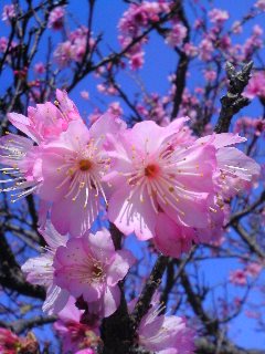 sakura